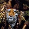 Tiger Claw