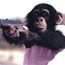 Captain Monkey