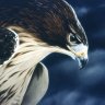 Hawkbeard